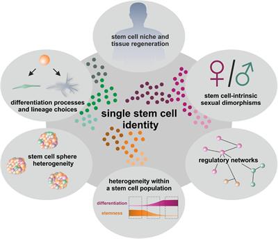 Between Fate Choice and Self-Renewal—Heterogeneity of Adult Neural Crest-Derived Stem Cells